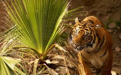 Tiger_004004.jpg