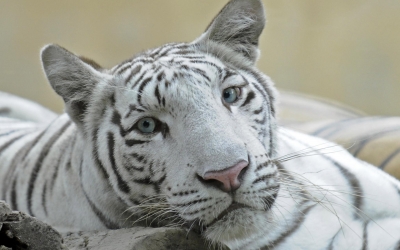 Tiger_005005.jpg